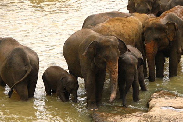 Elephant_orphanage