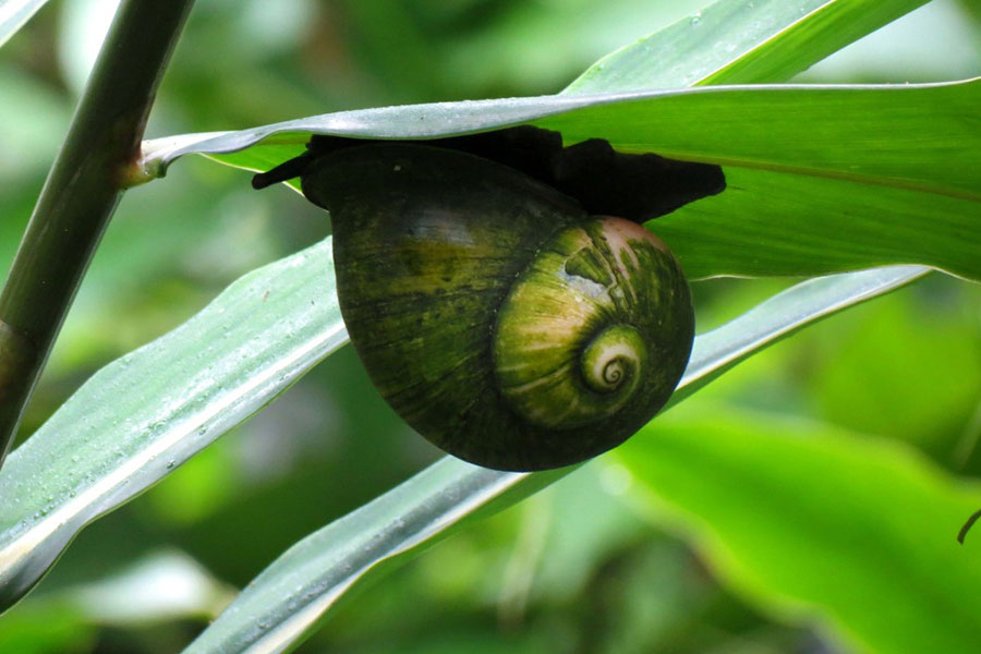 Sinharaja_snail