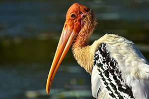 Head_Painted_Stork_sml