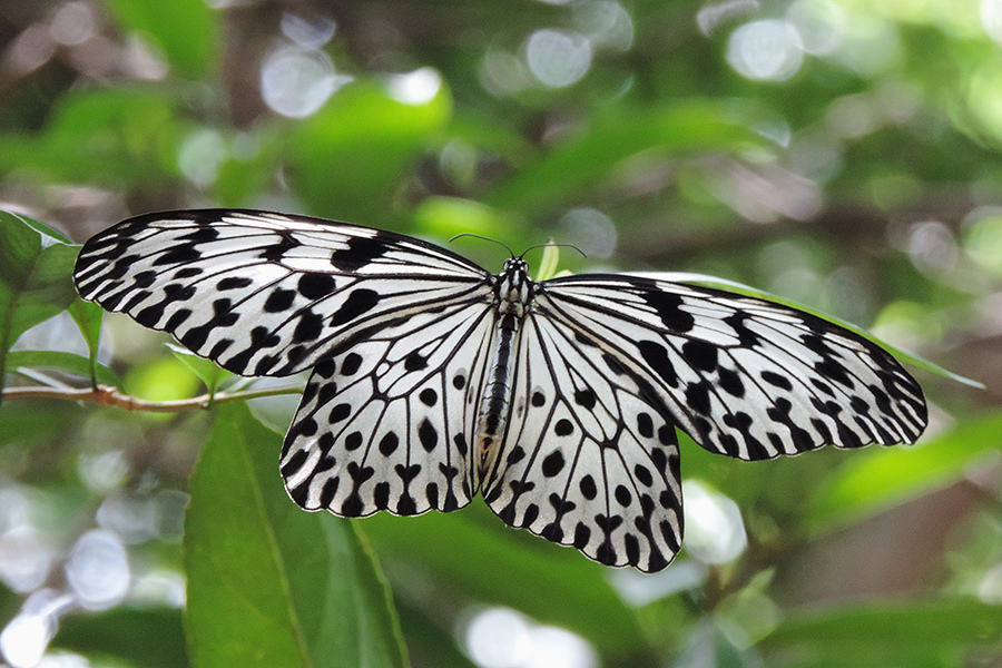 butterfly_sinharaja